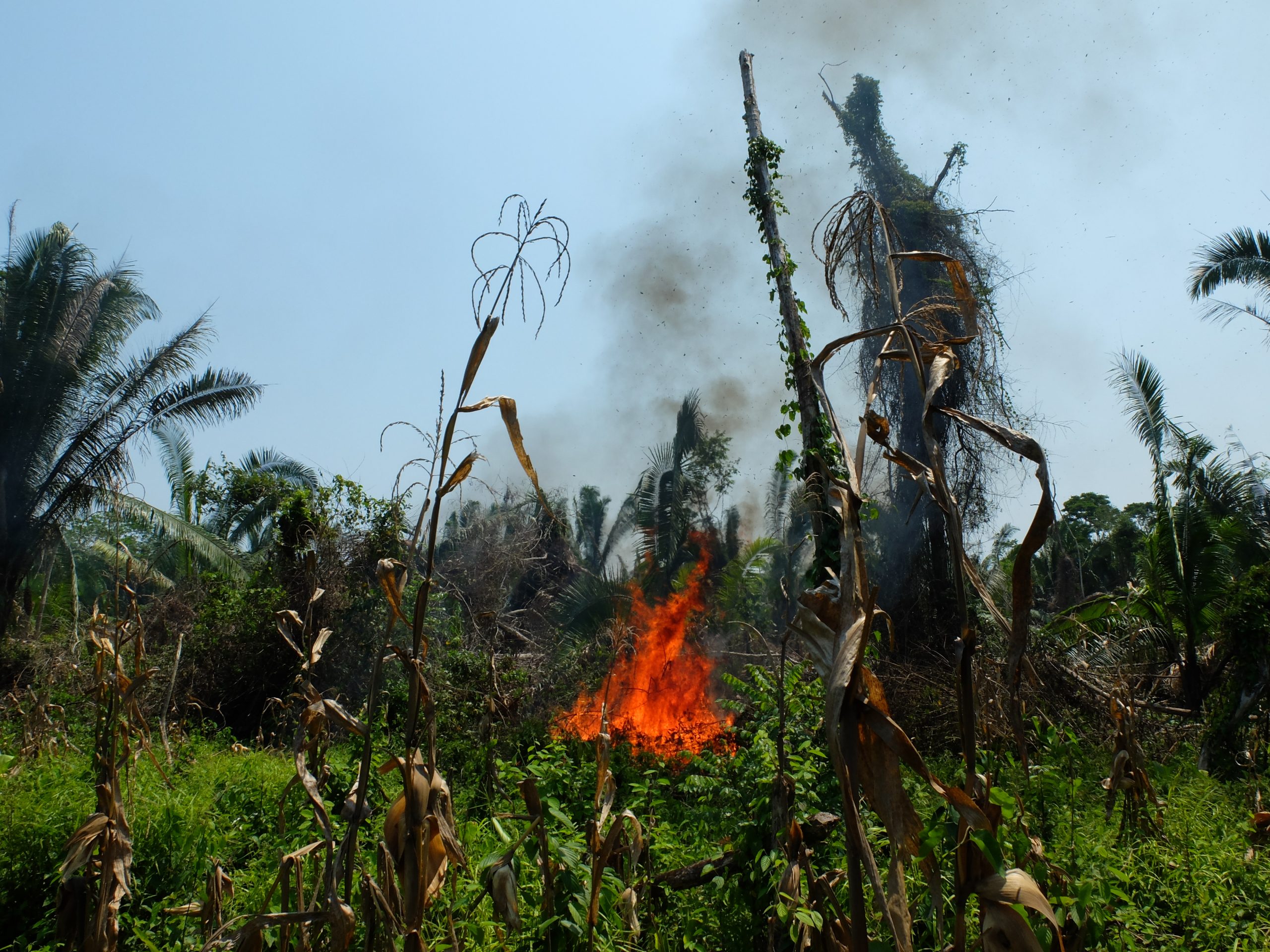 Declining controlled fire use undermines subsistence-oriented and smallholder livelihoods, and threatens ecosystems