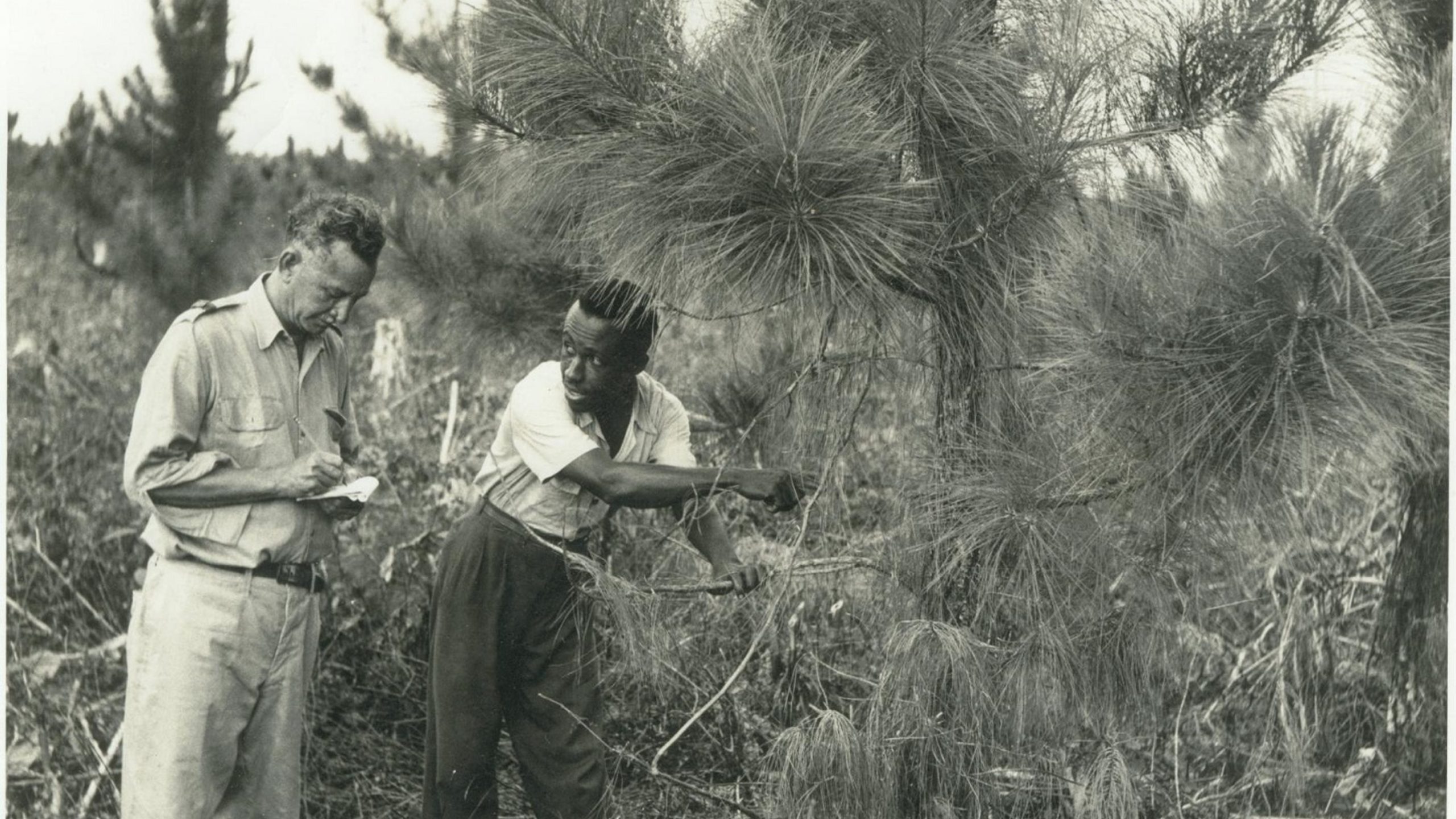 Photo: Belizean forestry worker with British forester in a pine plantation. Decolonising our research requires us to understand the historical context of the place we are working. Credit: Belize Archives and Records Service