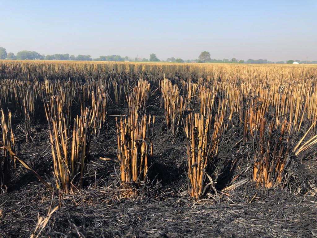 Ravindra_Khaiwal_Rice_Stubble_Chandigarh_2019_2