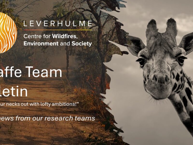 Giraffe Team Bulletin – latest from the new Leverhulme Wildfires research teams. No.3