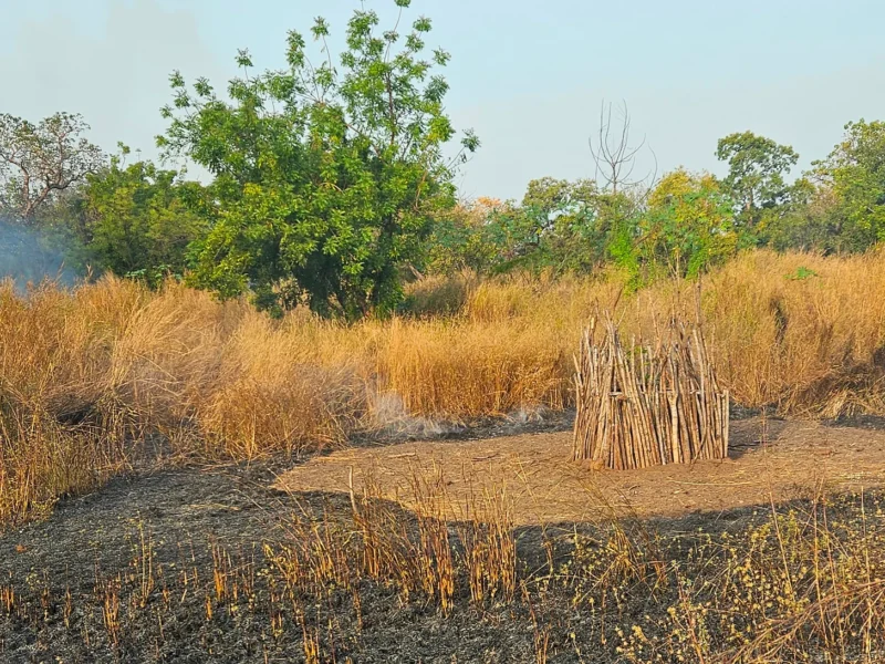 Fire, Power and the Burning Savanna